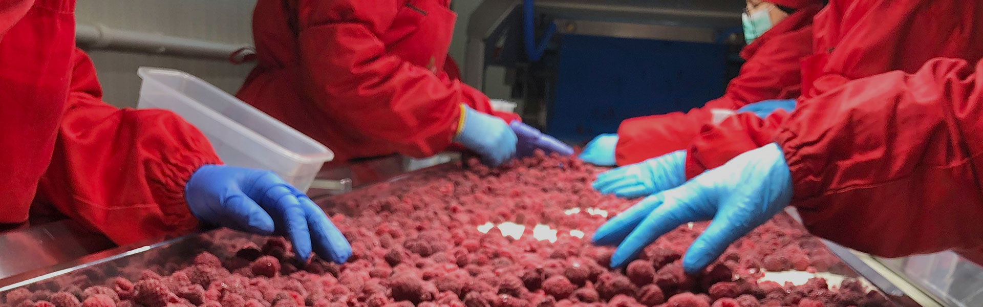 Deep frozen fruit processing line